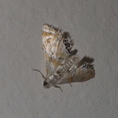 Argyractis