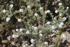 Cryptantha muricata muricata