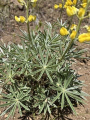 Lupinus sulphureus