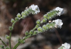 Cryptantha muricata muricata