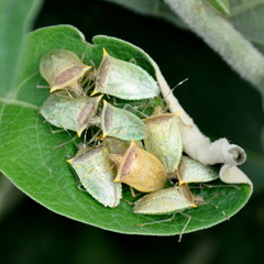 Arvelius albopunctatus