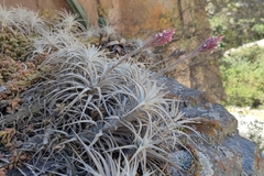 Tillandsia tectorum