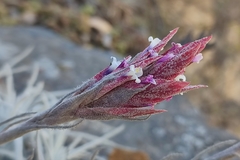 Tillandsia tectorum