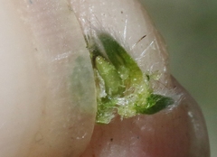 Cryptantha muricata muricata