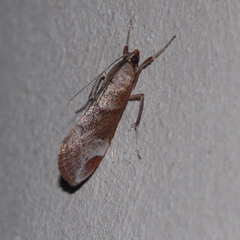 Cliniodes