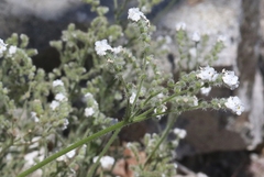 Cryptantha muricata muricata