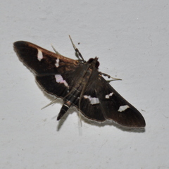 Desmia ploralis