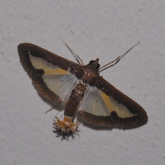 Diaphania elegans