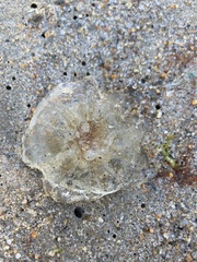 Chrysaora chesapeakei