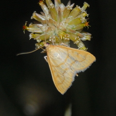 Helvibotys helvialis