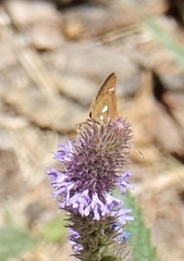 Piruna polingii