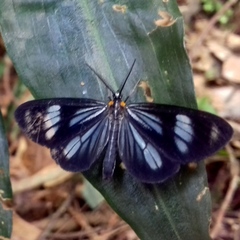 Hypocrita fenestraria