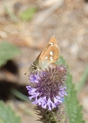 Piruna polingii