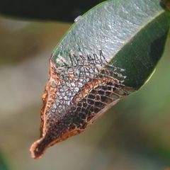 Lacosomini