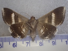 Grammodes cooma
