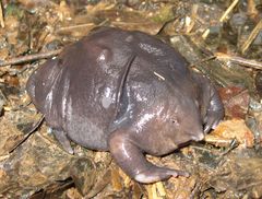 Purple Frog photo 3