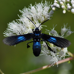 Macrocneme leucostigma