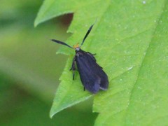 Dichomeris nonstrigella