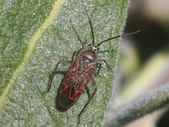 Pseudopsallus angularis