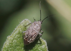 Pseudopsallus angularis