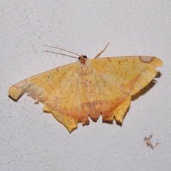 Nepheloleuca illiturata