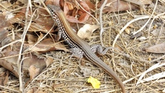 Aspidoscelis lineattissimus
