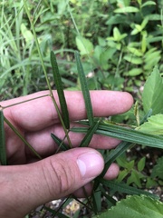 Desmodium tenuifolium