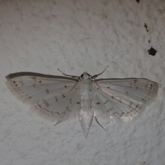 Nymphula indomitalis