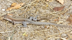 Aspidoscelis lineattissimus