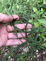 Desmodium tenuifolium