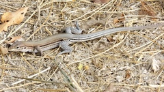 Aspidoscelis lineattissimus