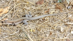 Aspidoscelis lineattissimus