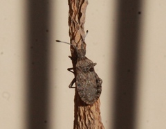 Scolopocerus