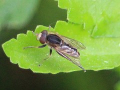 Anasimyia anausis
