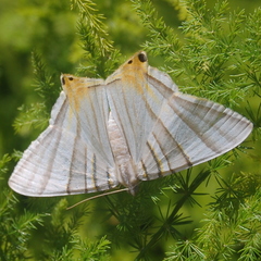 Phrygionis platinata