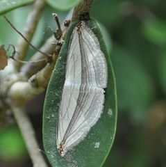 Arcobara tergeminaria
