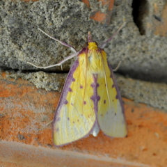 Polygrammodes sanguiguttalis
