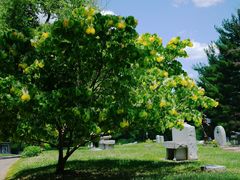 Cercis canadensis