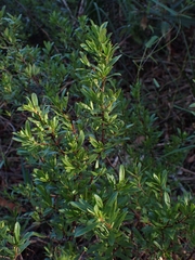 Hibbertia nitida
