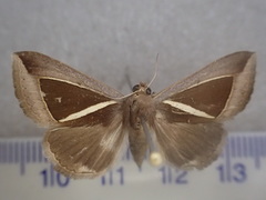 Chalciope alcyona