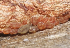 Chaitophorus macrostachyae