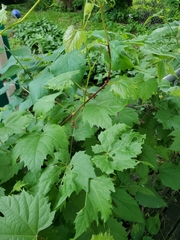 Vitis riparia