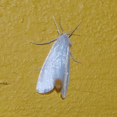 Rupela albinella
