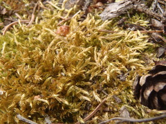 Brachythecium acutum