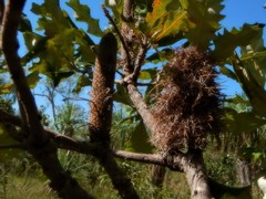 Banksia dentata