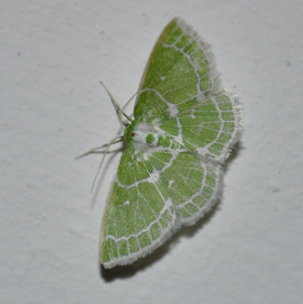Synchlora fringillata
