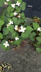 Houttuynia cordata