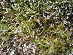 Homalothecium aeneum