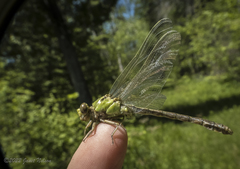 Ophiogomphus rupinsulensis