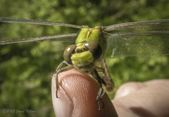 Ophiogomphus rupinsulensis